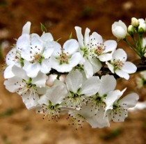 梨花?梨花是什么季节开的!