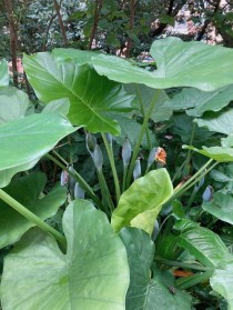 滴水观音开花?滴水观音开花什么兆头!