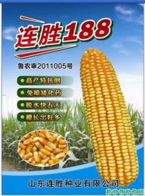 连胜188?连胜188玉米品种介绍!