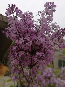 丁香花开?丁香花开花时间!