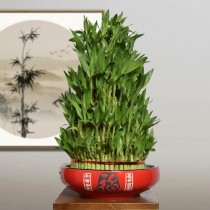 盆栽竹子花卉大全?盆栽竹子花卉大全图片!