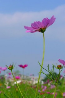 波斯菊?波斯菊图片!