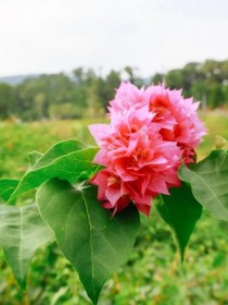 10月开什么花?10月开什么花开花季节!