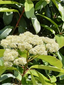 石楠花花语?石楠花花语yue什么意思!