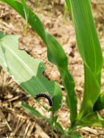 玉米粘虫?玉米粘虫图片!