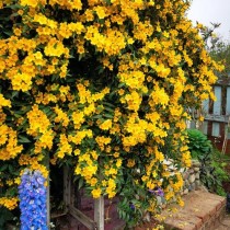 各种藤本花卉?各种藤本花卉图片!