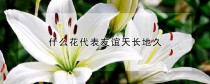 象征友谊的花?象征友谊的花及花语!