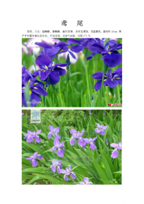 宿根花卉常见总结?宿根花卉常见总结图片!