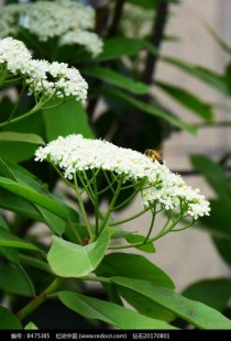 绿叶白花的花卉?绿叶白花的花卉有哪些!