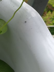 花盆里有小飞虫?花盆里有小飞虫怎么去除小妙招!