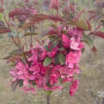 淘宝花卉海棠苗?淘宝花卉海棠苗能买吗!