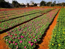 国外大型花卉种植?国外大型花卉种植现状!