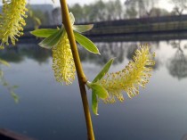 柳树开花吗?什么时候开花?柳树开花吗?什么时候开花图片!