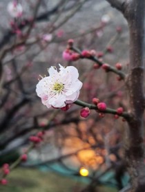 梅花属于花卉吗?梅花属于花卉吗为什么!