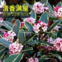 冬季庭院花卉推荐?冬季庭院花卉推荐图片!