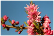 菊花梅花花卉?菊花梅花花卉图片大全!