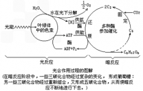 光合作用的过程?光合作用的过程图解!