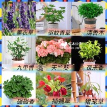 驱虫花卉有哪些?驱虫花卉有哪些品种!