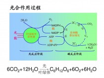 光合效应?光合效应是什么意思!