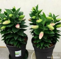 居家花卉品种大全?居家花卉品种大全图片!