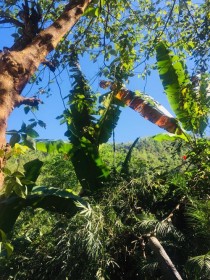 热带雨林植物?热带雨林植物的典型特征!