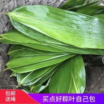 粽叶是什么植物?粽叶是什么植物的叶子!