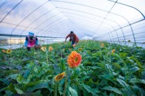 农村种植花卉致富?农村种植花卉致富方案!