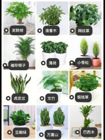 办公室植物?办公室植物推荐!