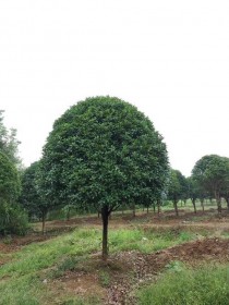 桂花树种植?桂花树种植方法和时间!