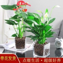 什么花卉去甲醛?什么花卉去甲醛最好!