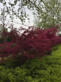 鹿邑现起花卉?鹿邑现起花卉市场在哪!