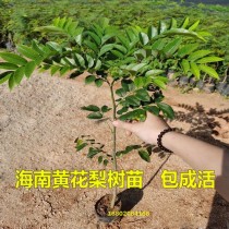 黄花梨树苗?黄花梨树苗多少钱一棵!