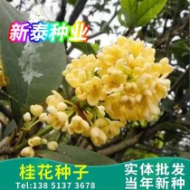 桂花树种子种植技术?桂花树种子种植技术视频!