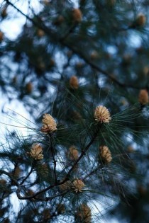 松树会开花吗?松树会开花吗?什么样的?!