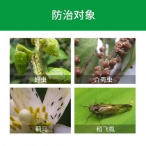 花卉有油虫?花有油虫怎么办!