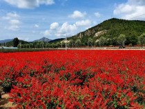 四季花开?四季花开是指哪个城市!