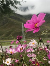 西藏花卉图片?西藏花卉图片大全!