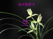 花中君子是什么花?花中君子是什么花名!