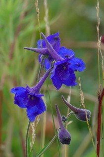 野生的漂亮花卉?野生的漂亮花卉有哪些!