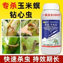 玉米蚜虫?玉米蚜虫用什么药效果最好!