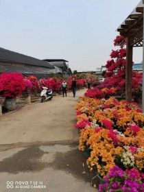 漳州锦程花卉?漳州锦程花卉市场地址!