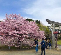 樱花几月份开放?日本樱花几月份开放!