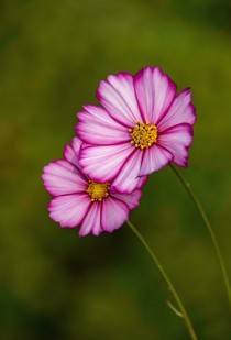 花卉特写照片?花卉特写照片大全!