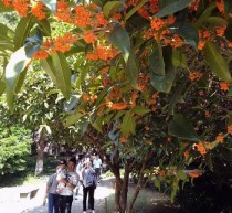 桂台花卉节?桂花台景区!