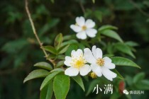 小满时节代表花卉?小满时节有什么花!