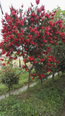 庭院绿化常用花卉?庭院绿化常用花卉有哪些!