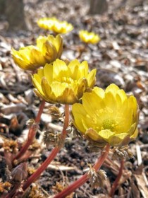 冰凌花的花语?冰凌花的花语是什么!