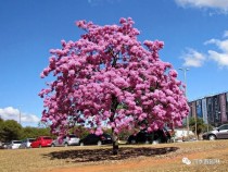 花期?花期长的树!