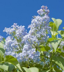 蓝丁香?蓝丁香花!