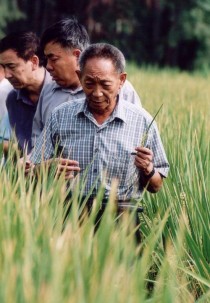 我们吃的是杂交水稻吗?现在我们吃的是杂交水稻吗!